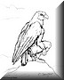 cs-hawklookout-s.jpgSaturday, November 09, 2002