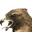 Steelwing