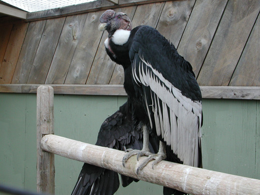 Pictures Of Andean Condor - Free Andean Condor pictures 