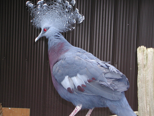 057 Pigeon