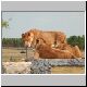 066-Lionesses.jpg