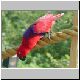 256-Parrot.jpg