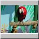 257-Scarlet_Macaw.jpg