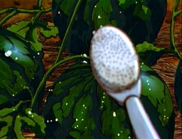 Watermelons.  Oh, the Freudian symbolism is killing me.