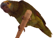 Chat Room Logo